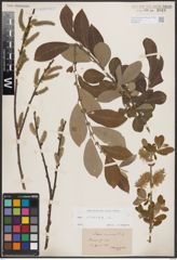 Foto von Salix cinerea L.